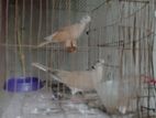 ২ জড়া ঘুঘু পাখি