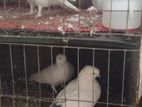 ২ জোড়া কবুতর বিক্রয় করব।