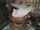 2 জোড়া লক্ষা কবুতর