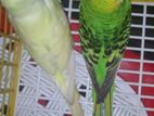 2 Jora Budgeriger Pakhi Sale Hobe