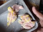 2 Jora Lutino Bajrigar Baby