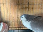 2 jora silver shiraji