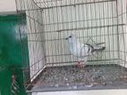 ২ জোরা দামসিন কবুতর pijon