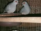 ২ জোরা Diamond dove বিক্রি করা হবে