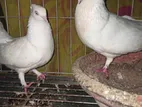 2 জোরা কবুতর বিক্রি হবে