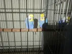 2 জোরা রেইনবো বাজুরিকা পাখি ছেল হলে