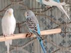 ২ জোড়া বাজরিগার পাখি বিক্রি হবে