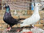 ২ জোড়া বাঞ্জা হুমা কবুতর