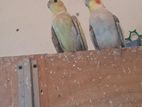 ২ জোড়া ককাটেল - 2 pair cokatail