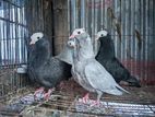 ২ জোড়া মূক্খি কবুতর বিক্রি করা হবে।