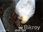 ২ জোড়া রানিং পাখি বিক্রি হবে