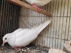 ২ জোড়া সাদা ঘুঘু (White Astrilian Dove)
