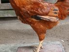 ২ কেজি ওলা টাইগার মুরগি বিক্রি করা হবে