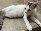 2 kitten up for adoption