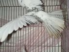 2 male Cockatiel