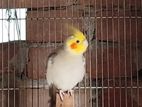 2 male forn cockatiel and 1 female chenamon purl