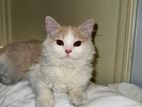 2 mixed breed Persian and Brit short hair cats urgent sell