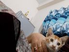 2 month cat baby adoption