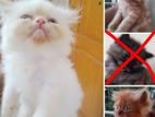 2 month old male Persian kittens