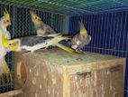 2 pair adult cockatiel