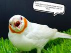 2 pair albino cut thouth orange ribon finch for sell