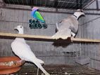 2 Pair Australian Dove