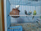 2 Pair Bajrigar & Cage [full Set]