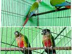 2 Pair Breeding Conoure