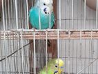 2 pair budgerigar