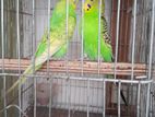 Budgerigar with Cage