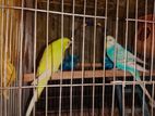 2 pair budgerigar with full setup for sell