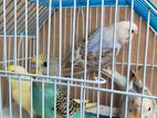 2 pair Budgie