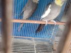 2 pair cocatail birds sell kora hobe