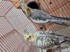 2 Pair Cockatiel For Sale