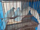 2 pair dove