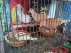 2 pair Dove with eggs for sell