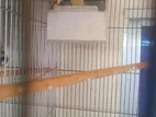 2 Pair Gouldian Finch Sell Hobe