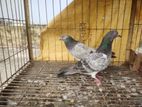 Pigeon for sale