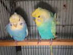 2 Pair Japanese (JP) Budgerigar