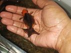 2 Pair Lichu Gold Fish