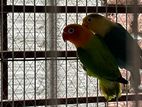 2 Pair Love Bird
