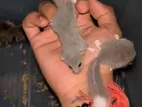 2 Pair Micro Squirrel Breeding For Sale