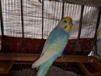 2 pair running budgerigar and pis rainbow baby sell