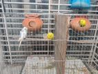 2 Pair Running Budgerigar with Setup