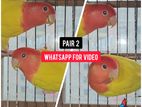 2 Pair Running Lovebird -