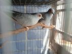 2 pairs Adult Diamond doves (with full set-up)