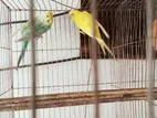 2 Pcs Female Budgeor
