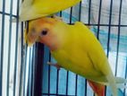 2 Pcs Lotino Opaline Lovebird