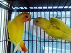 2 pcs Opaline Lovebird for Sale