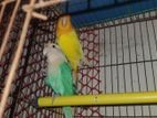 2 Pcs Running Male Love Bird
